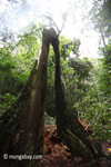 Split buttress roots of a rainforest tree [java_0126]