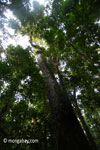 Ujung Kulon rain forest tree