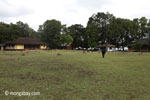 Deer on the grass at Peucang Island camp