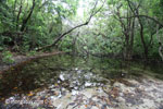 Swamp on Peucang Island