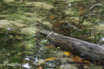 Mudskippers on Peucang Island