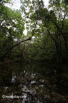 Swamp on Peucang Island [java_0153]