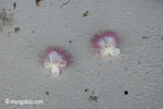 Magenta and white flowers [java_0162]