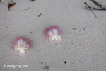 Magenta and white flowers [java_0163]