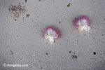 Magenta and white flowers [java_0164]