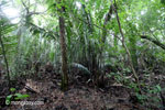 Palm swamp forest near Cidaon [java_0168]