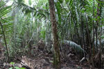 Palm swamp forest near Cidaon