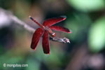 Red grasshawk dragonfly [java_0174]