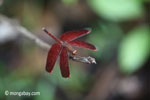 Red grasshawk dragonfly [java_0175]