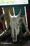 Banteng skull