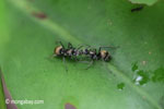 Ants [java_0183]