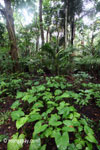 Lowland rainforest in Ujung Kulon National Park