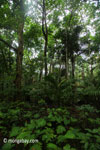 Lowland forest in Ujung Kulon National Park [java_0190]