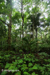 Tropis dataran rendah hutan di Taman Nasional Ujung Kulon