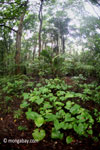 Lowland rain forest in Ujung Kulon National Park [java_0192]