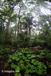 Lowland rain forest in Ujung Kulon National Park