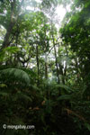 Lowland rainforest in Ujung Kulon National Park [java_0201]