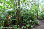 Lowland forest in Ujung Kulon National Park