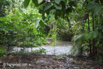 Rainforest stream in Ujung Kulon