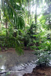 Lowland rainforest stream in Ujung Kulon