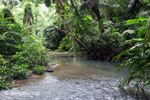 Lowland rainforest creek in Ujung Kulon