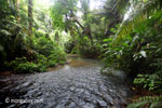 Lowland rain forest stream in Ujung Kulon