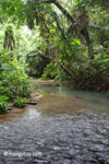 Rain forest creek in Ujung Kulon