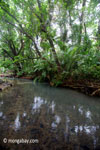 Jungle creek in Ujung Kulon