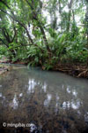 Lowland jungle creek in Ujung Kulon