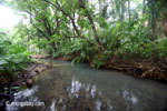 Jungle creek in Ujung Kulon N.P.