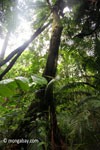 Lowland forest in Java's Ujung Kulon National Park