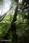 Lowland forest in Java's Ujung Kulon NP