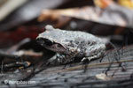 Toad [java_0235]