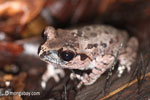 Toad [java_0239]