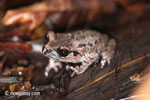 Toad [java_0240]