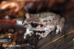 Toad [java_0241]