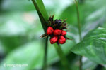 Red berries or flower buds