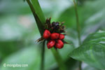 Red berries or flower buds [java_0244]