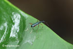 Green-blue tiger beetle