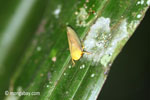 Yellow planthopper [java_0246]