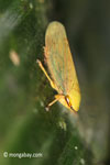 Yellow planthopper [java_0248]