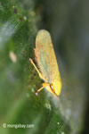 Yellow planthopper [java_0249]