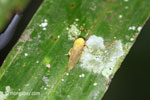 Yellow planthopper [java_0250]