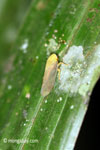 Yellow planthopper [java_0251]