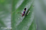 Purple, orange, and black insect [java_0252]