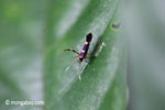 Purple, orange, and black insect