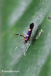 Purple, orange, and black insect [java_0255]