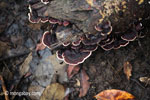 Fungi [java_0259]