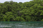 Rainforest and turquoise ocean [java_0266]