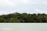 Rainforest of Ujung Kulon as seen from the sea [java_0275]